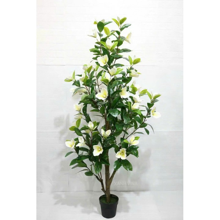 Cây hoa mộc lan giả cao 150cm_ màu trắng 